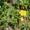 Fotografia 14 da espécie Helianthemum nummularium do Jardim Botânico UTAD