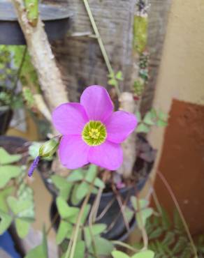 Fotografia 17 da espécie Oxalis latifolia no Jardim Botânico UTAD