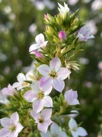 Fotografia da espécie Diosma hirsuta