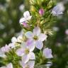 Fotografia 11 da espécie Diosma hirsuta do Jardim Botânico UTAD