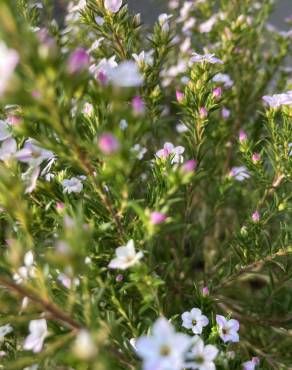 Fotografia 12 da espécie Diosma hirsuta no Jardim Botânico UTAD