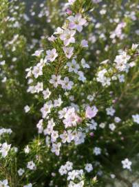 Fotografia da espécie Diosma hirsuta