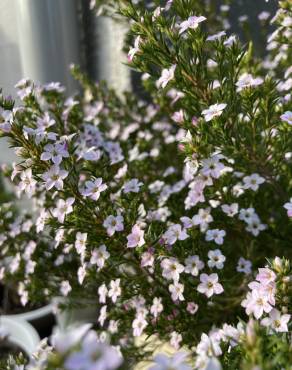 Fotografia 14 da espécie Diosma hirsuta no Jardim Botânico UTAD