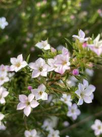 Fotografia da espécie Diosma hirsuta