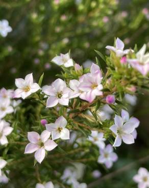 Fotografia 15 da espécie Diosma hirsuta no Jardim Botânico UTAD