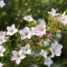 Fotografia 15 da espécie Diosma hirsuta do Jardim Botânico UTAD