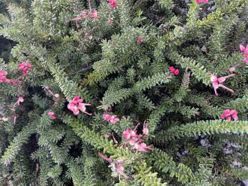 Fotografia da espécie Grevillea lanigera