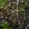 Fotografia 5 da espécie Radiola linoides do Jardim Botânico UTAD