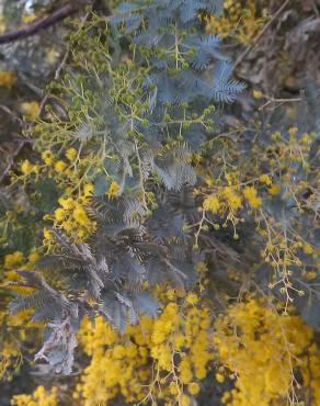 Fotografia 12 da espécie Acacia baileyana no Jardim Botânico UTAD