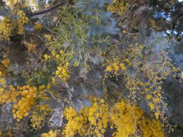 Fotografia da espécie Acacia baileyana