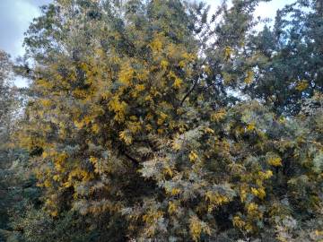 Fotografia da espécie Acacia baileyana