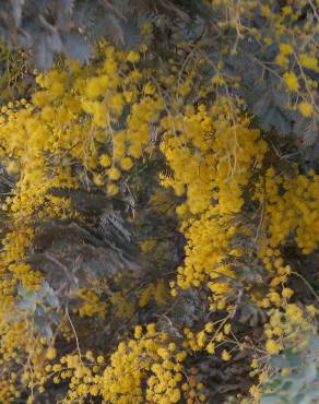 Fotografia 15 da espécie Acacia baileyana no Jardim Botânico UTAD