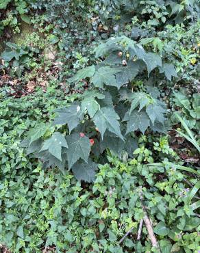 Fotografia 12 da espécie Abutilon x hybridum no Jardim Botânico UTAD