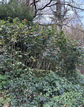 Fotografia 13 da espécie Abutilon x hybridum no Jardim Botânico UTAD