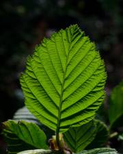 Fotografia da espécie Alnus incana