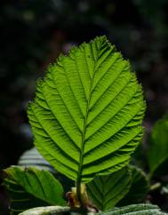 Alnus incana