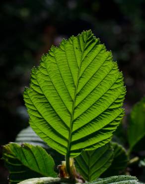 Fotografia 1 da espécie Alnus incana no Jardim Botânico UTAD