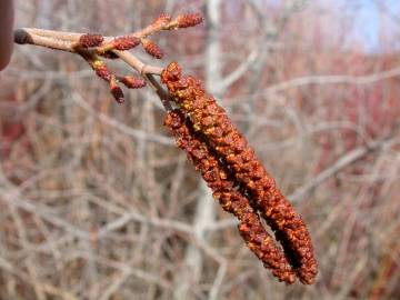 Fotografia da espécie Alnus incana