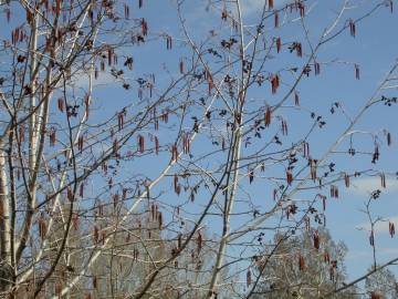 Fotografia da espécie Alnus incana