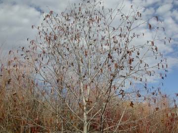 Fotografia da espécie Alnus incana