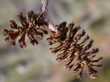 Fotografia da espécie Alnus incana