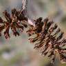 Fotografia 6 da espécie Alnus incana do Jardim Botânico UTAD