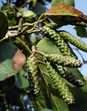 Fotografia 7 da espécie Alnus incana no Jardim Botânico UTAD