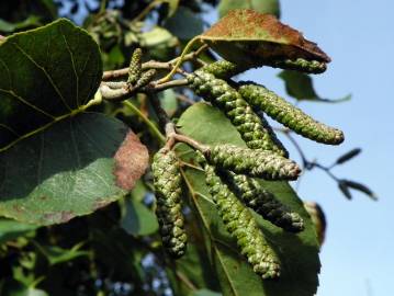 Fotografia da espécie Alnus incana