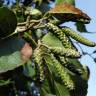 Fotografia 7 da espécie Alnus incana do Jardim Botânico UTAD