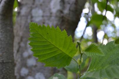 Fotografia da espécie Alnus incana