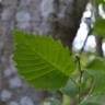 Fotografia 8 da espécie Alnus incana do Jardim Botânico UTAD