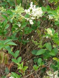 Fotografia da espécie Ligustrum ovalifolium