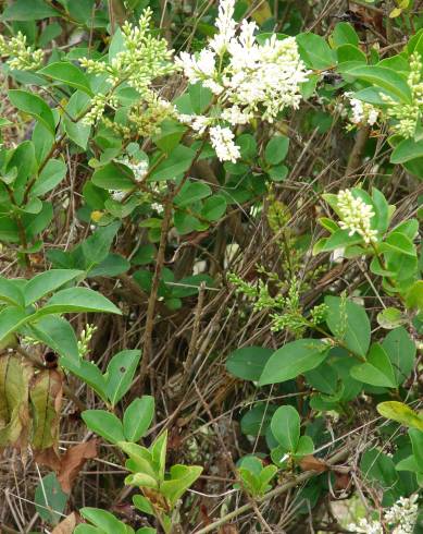 Fotografia de capa Ligustrum ovalifolium - do Jardim Botânico