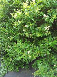 Fotografia da espécie Ligustrum ovalifolium