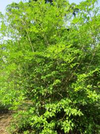 Fotografia da espécie Ligustrum ovalifolium