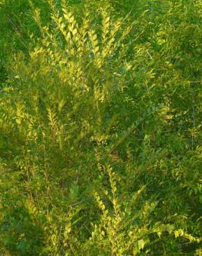 Fotografia 1 da espécie Ulmus pumila no Jardim Botânico UTAD