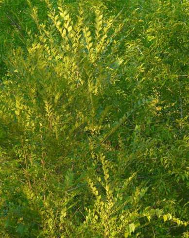 Fotografia de capa Ulmus pumila - do Jardim Botânico