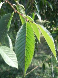 Fotografia da espécie Ulmus pumila