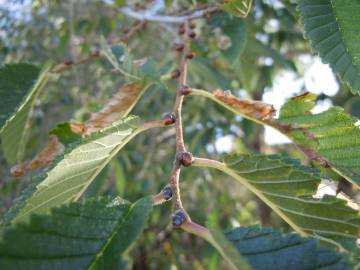 Fotografia da espécie Ulmus pumila