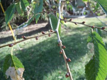 Fotografia da espécie Ulmus pumila