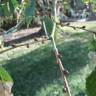 Fotografia 4 da espécie Ulmus pumila do Jardim Botânico UTAD