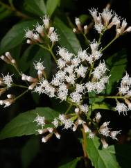 Ageratina ligustrina