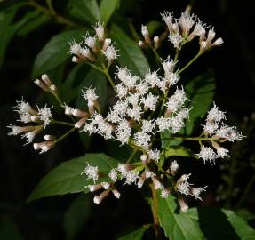 Fotografia da espécie Ageratina ligustrina