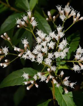 Fotografia 1 da espécie Ageratina ligustrina no Jardim Botânico UTAD