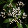 Fotografia 1 da espécie Ageratina ligustrina do Jardim Botânico UTAD