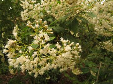 Fotografia da espécie Ageratina ligustrina