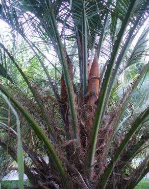Fotografia 5 da espécie Butia eriospatha no Jardim Botânico UTAD