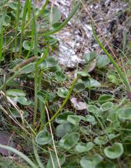 Cochlearia officinalis