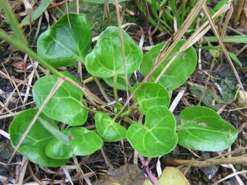 Fotografia da espécie Cochlearia officinalis