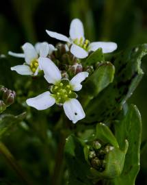 Fotografia da espécie Cochlearia officinalis